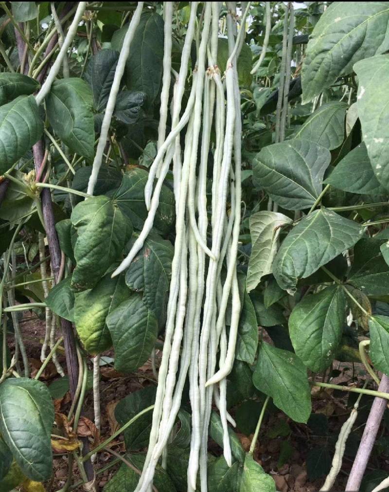 洪鑫白金条白皮豇豆种子早熟银白皮长豆角耐低温荚长豇豆种