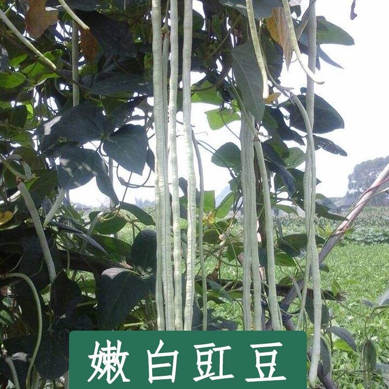 洪鑫白金条白皮豇豆种子早熟银白皮长豆角耐低温荚长豇豆种