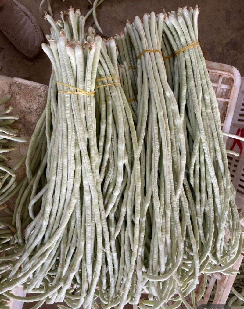 洪鑫白金条白皮豇豆种子早熟银白皮长豆角耐低温荚长豇豆种