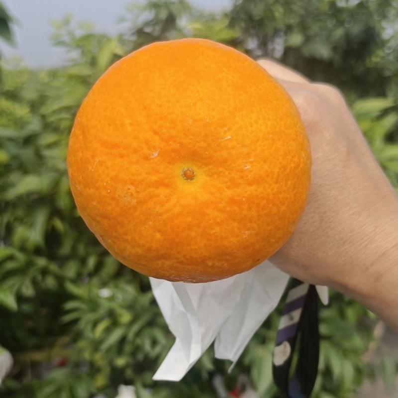 爱媛38号果冻橙，产地直发，货源充足！