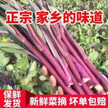 红菜苔产地论价保质保量，支持发货，24小时