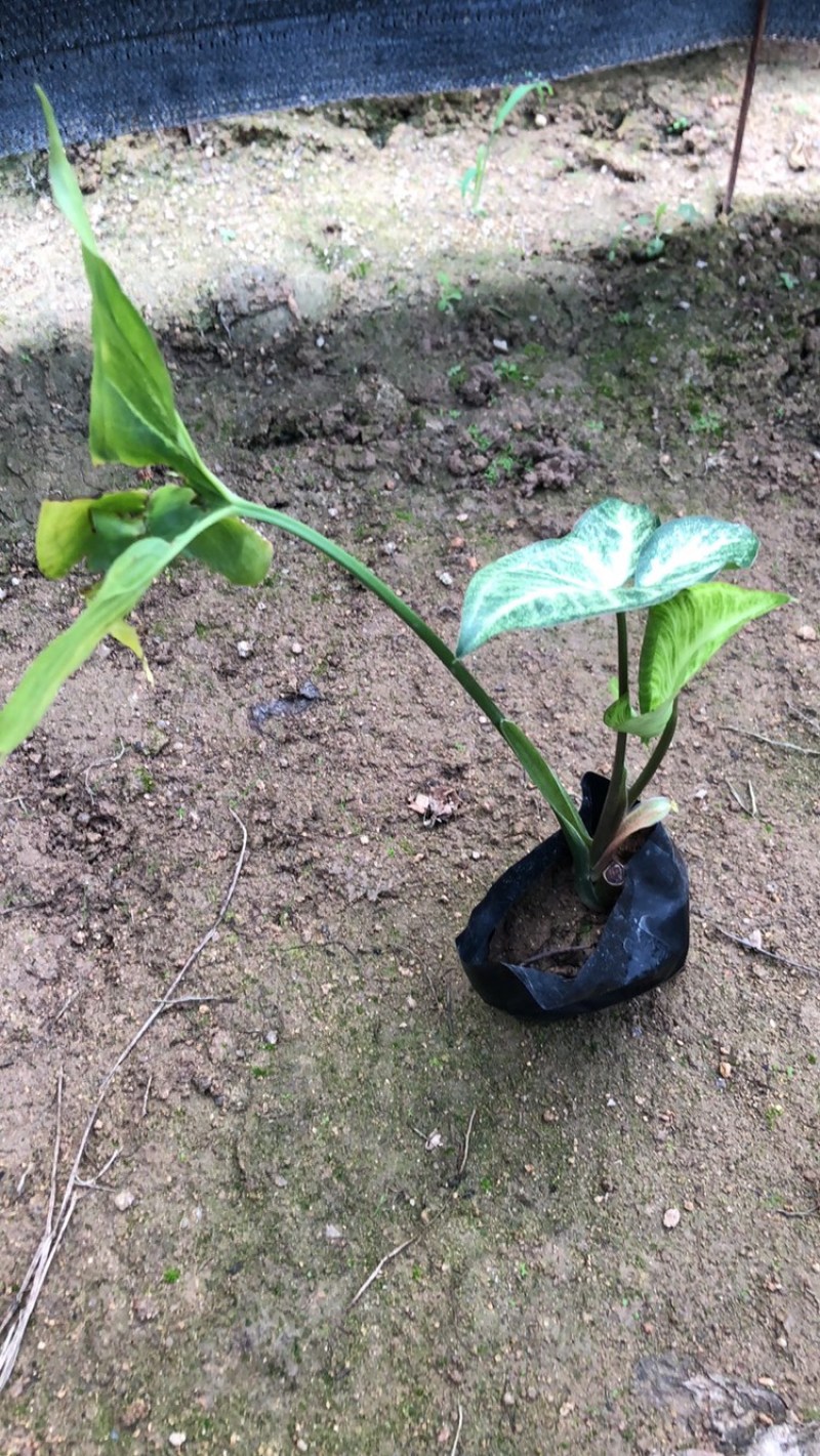 合果芋为多年生蔓性常绿草本植物，是一种观叶植物