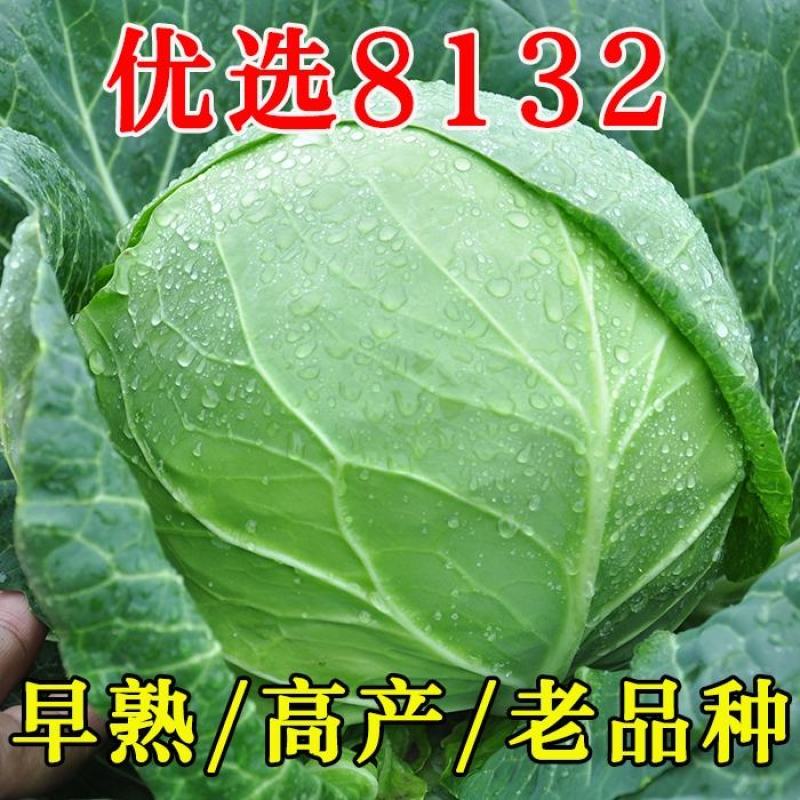 湖北甘蓝圆包菜产地一手货源支持打款发货欢迎联系
