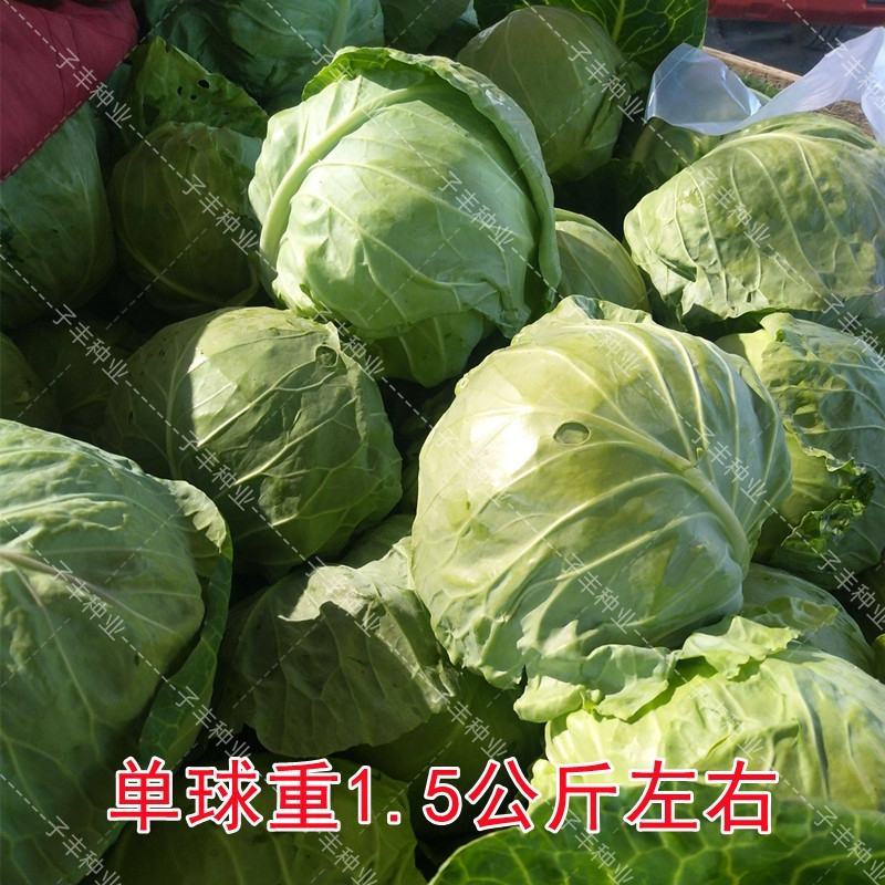 湖北甘蓝圆包菜产地一手货源支持打款发货欢迎联系
