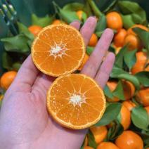 南丰蜜橘产地论价保质保量，欢迎咨询订购