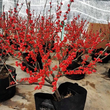 北美冬青耐寒年宵花卉植物精品老桩盆景庭院阳台盆栽绿植带果