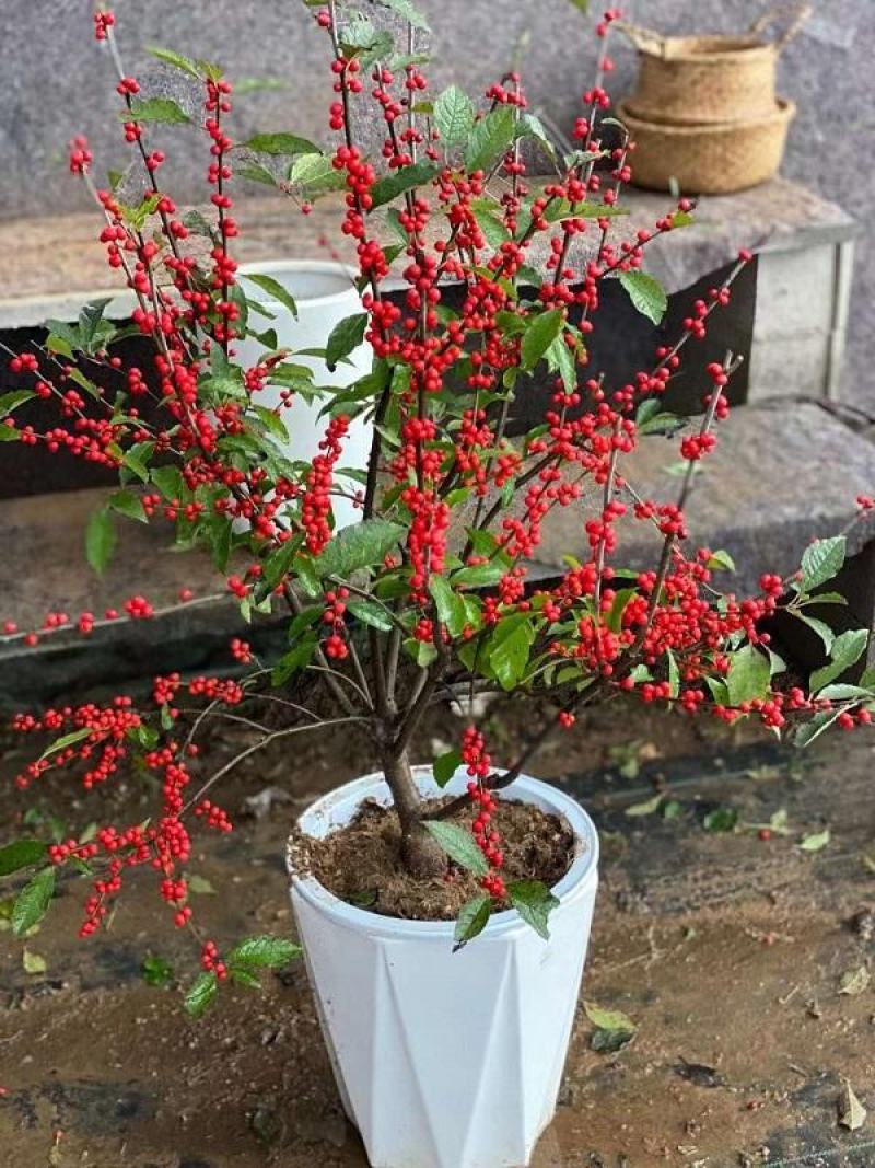 北美冬青耐寒年宵花卉植物精品老桩盆景庭院阳台盆栽绿植带果