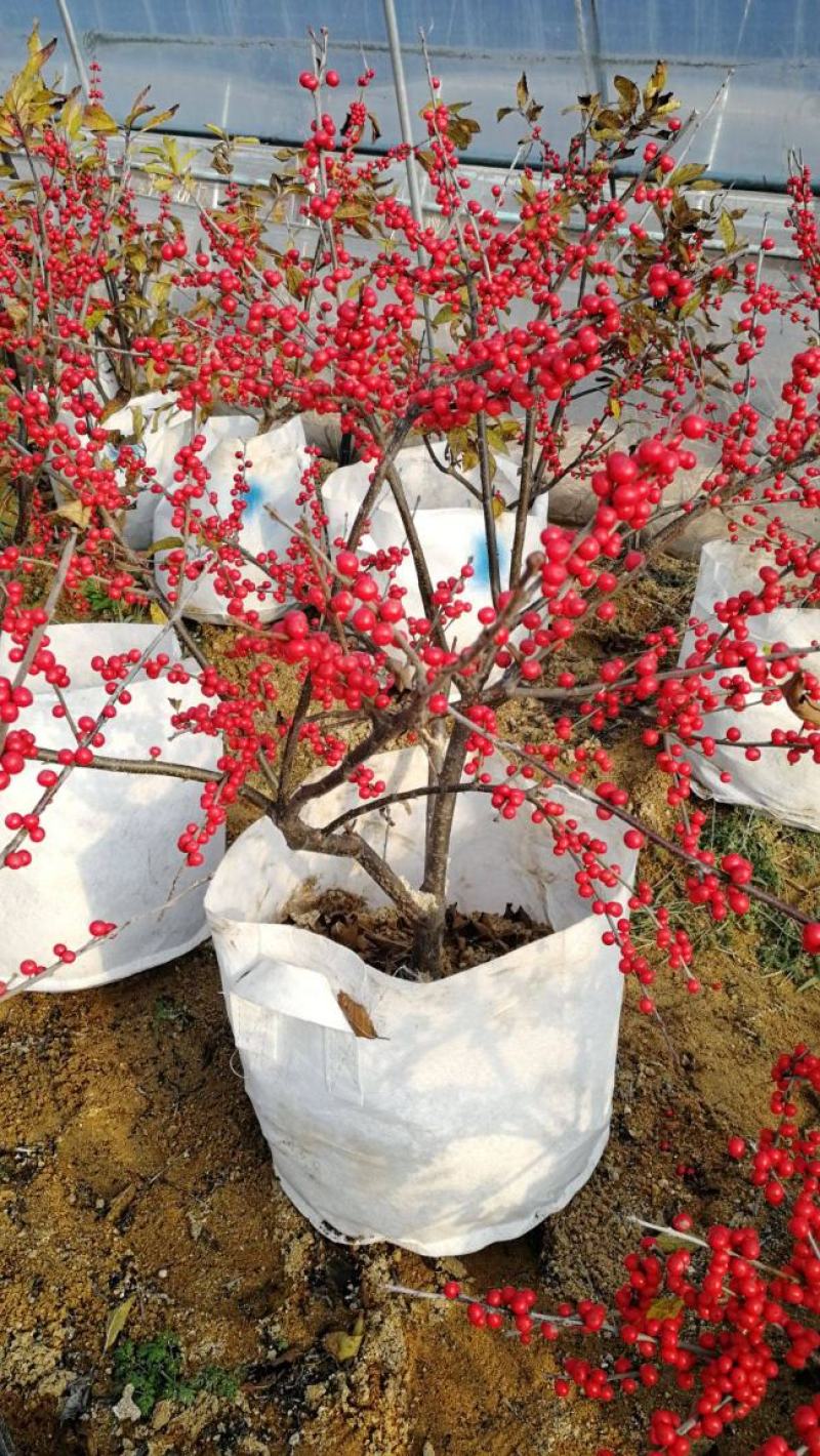 北美冬青耐寒年宵花卉植物精品老桩盆景庭院阳台盆栽绿植带果