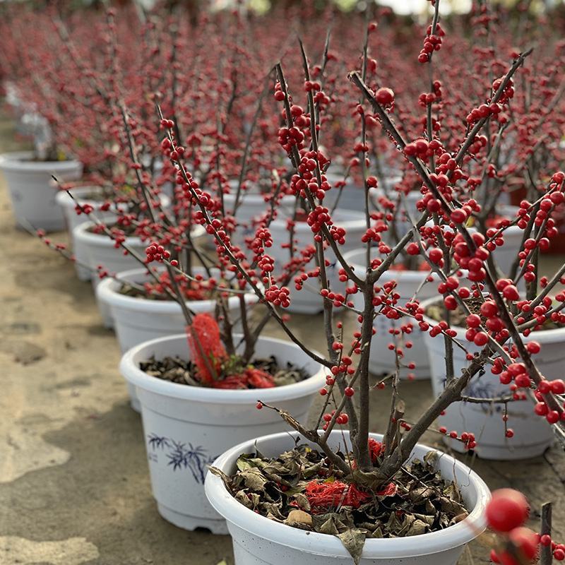 北美冬青耐寒年宵花卉植物精品老桩盆景庭院阳台盆栽绿植带果