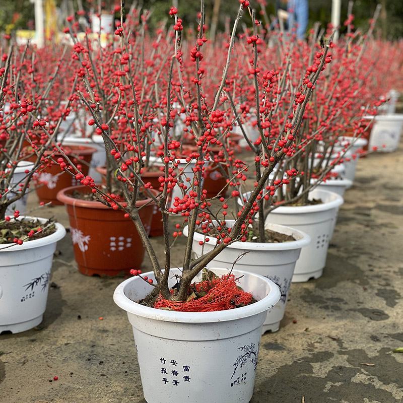 北美冬青耐寒年宵花卉植物精品老桩盆景庭院阳台盆栽绿植带果