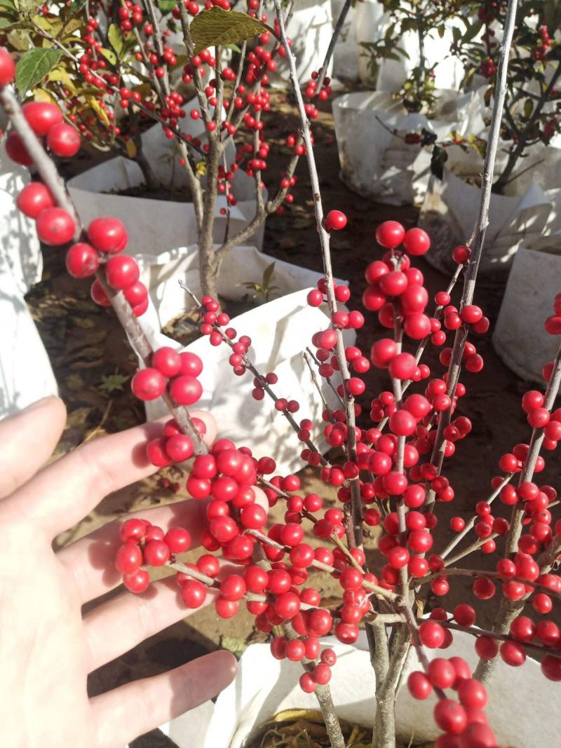 北美冬青耐寒年宵花卉植物精品老桩盆景庭院阳台盆栽绿植带果
