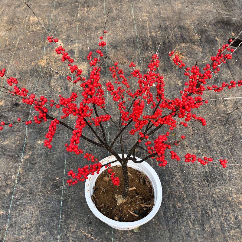 北美冬青耐寒年宵花卉植物精品老桩盆景庭院阳台盆栽绿植带果