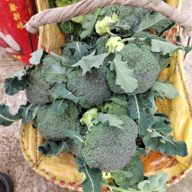 西兰花产地看货论价一手货源欢迎咨询订购