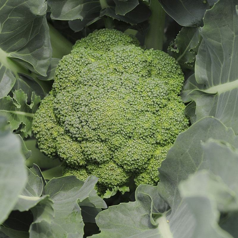 西兰花产地看货论价一手货源欢迎咨询订购