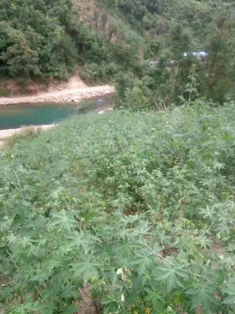 甜茶苗