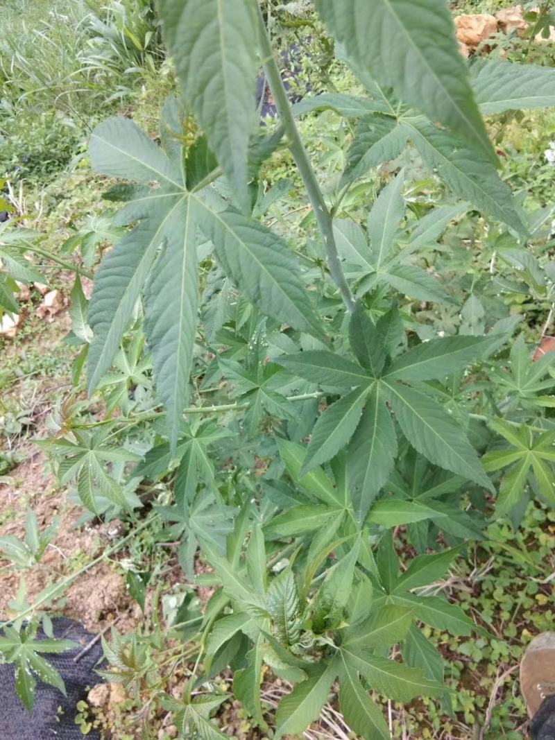 甜茶苗