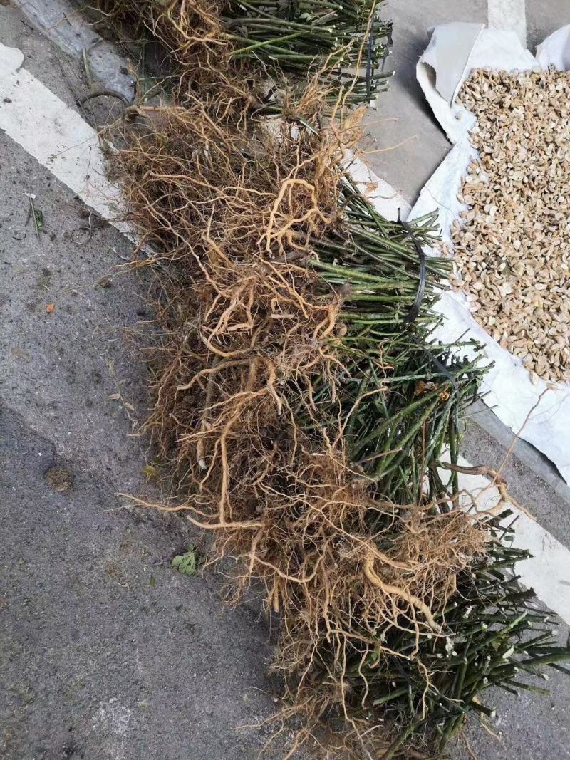 甜茶苗