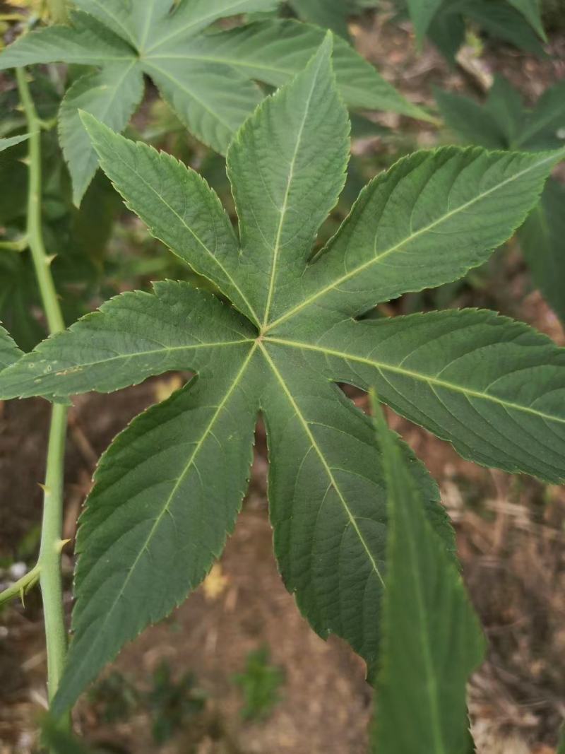 甜茶苗