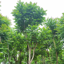 麻楝麻楝为阳性，喜光树种，幼树耐阴，抗寒性较强