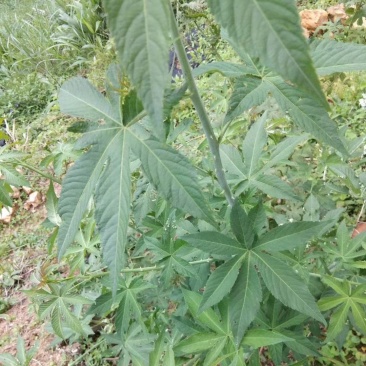 甜茶苗
