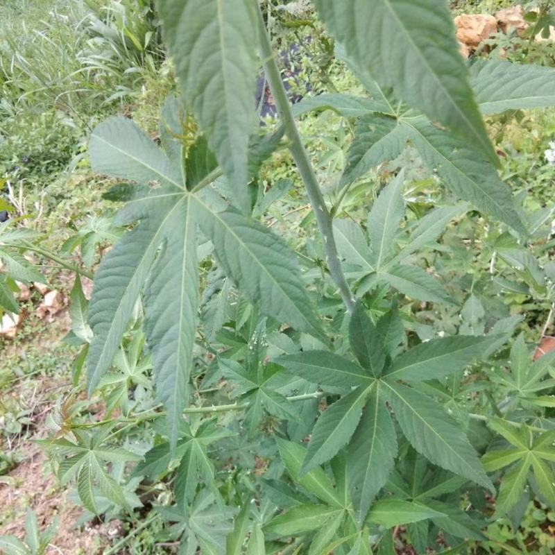甜茶苗