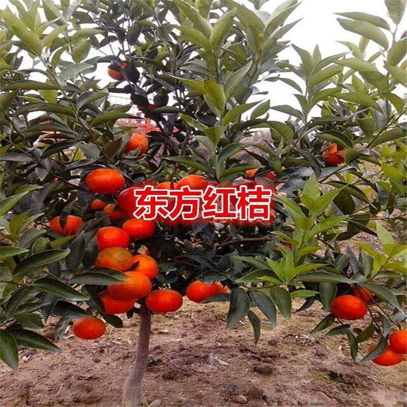 桔子苗红美人柑橘苗红美人桔子树苗纯甜无酸无核品种当年结果