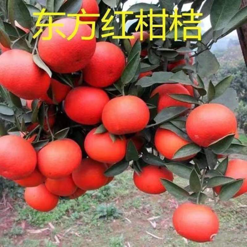 桔子苗红美人柑橘苗红美人桔子树苗纯甜无酸无核品种当年结果