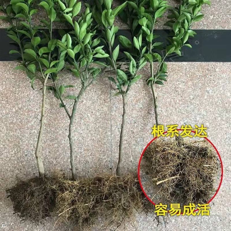 桔子苗红美人柑橘苗红美人桔子树苗纯甜无酸无核品种当年结果