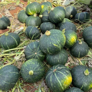 湛江徐闻板栗南瓜大量上市了，又香又粉，量大从优