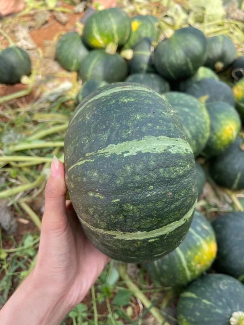 湛江徐闻板栗南瓜大量上市了，又香又粉，量大从优