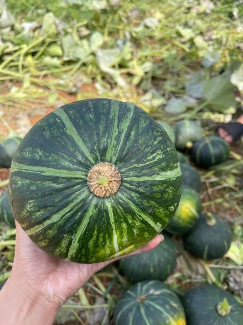 湛江徐闻板栗南瓜大量上市了，又香又粉，量大从优