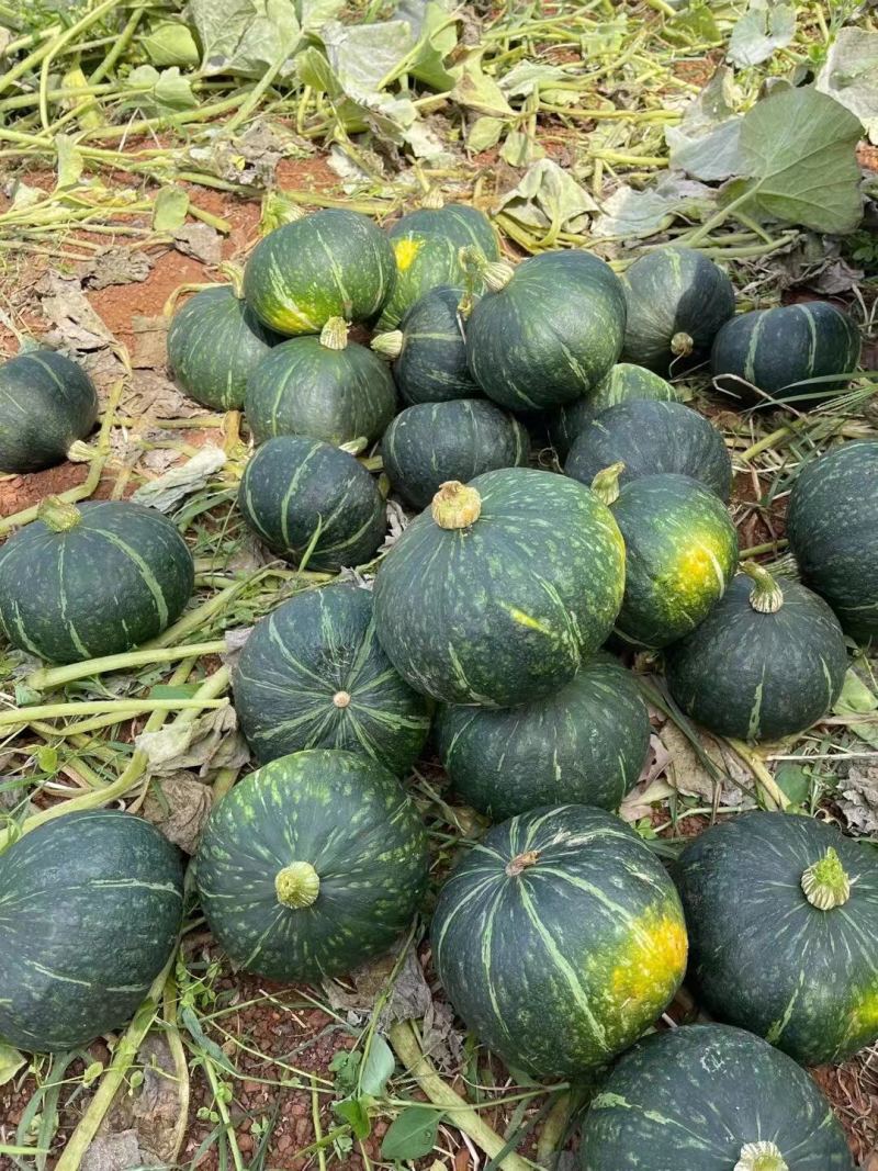 湛江徐闻板栗南瓜大量上市了，又香又粉，量大从优