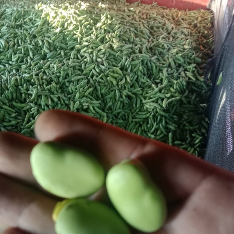 绿皮老品种蚕豆，绿色食品，好吃，蚕豆，各种食发。