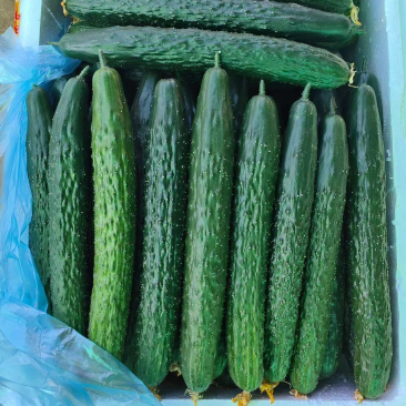 湛江徐闻青瓜大量上市了，清甜爽脆