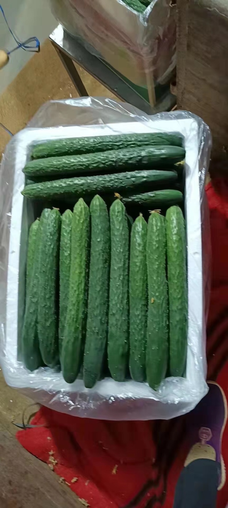 湛江徐闻青瓜大量上市了，清甜爽脆