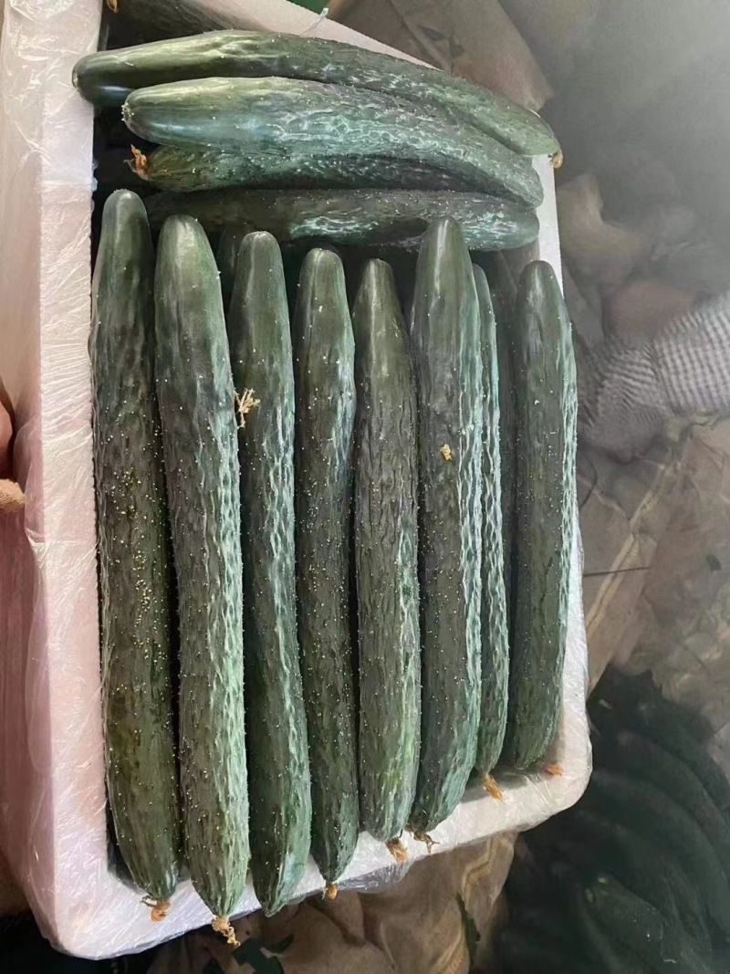 湛江徐闻青瓜大量上市了，清甜爽脆