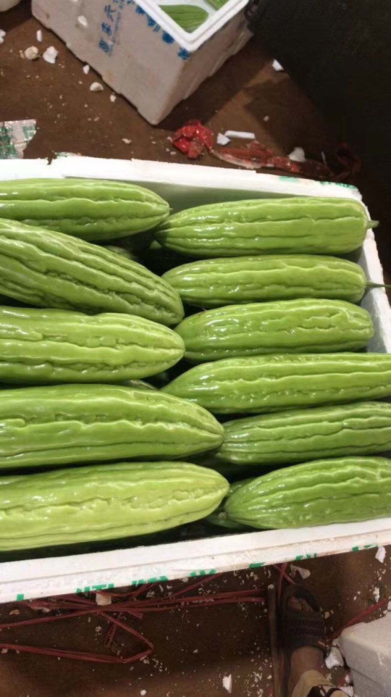 湛江徐闻苦瓜大量上市了，量大从优