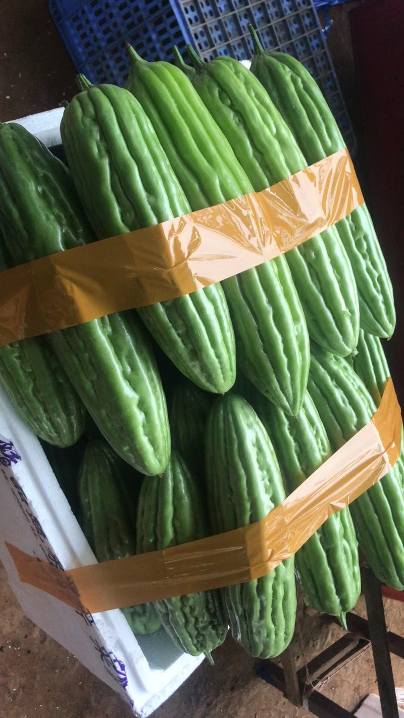湛江徐闻苦瓜大量上市了，量大从优