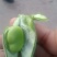 绿皮老品种蚕豆，绿色食品，好吃，蚕豆，各种食发。