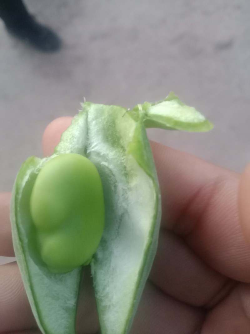绿皮老品种蚕豆，绿色食品，好吃，蚕豆，各种食发。