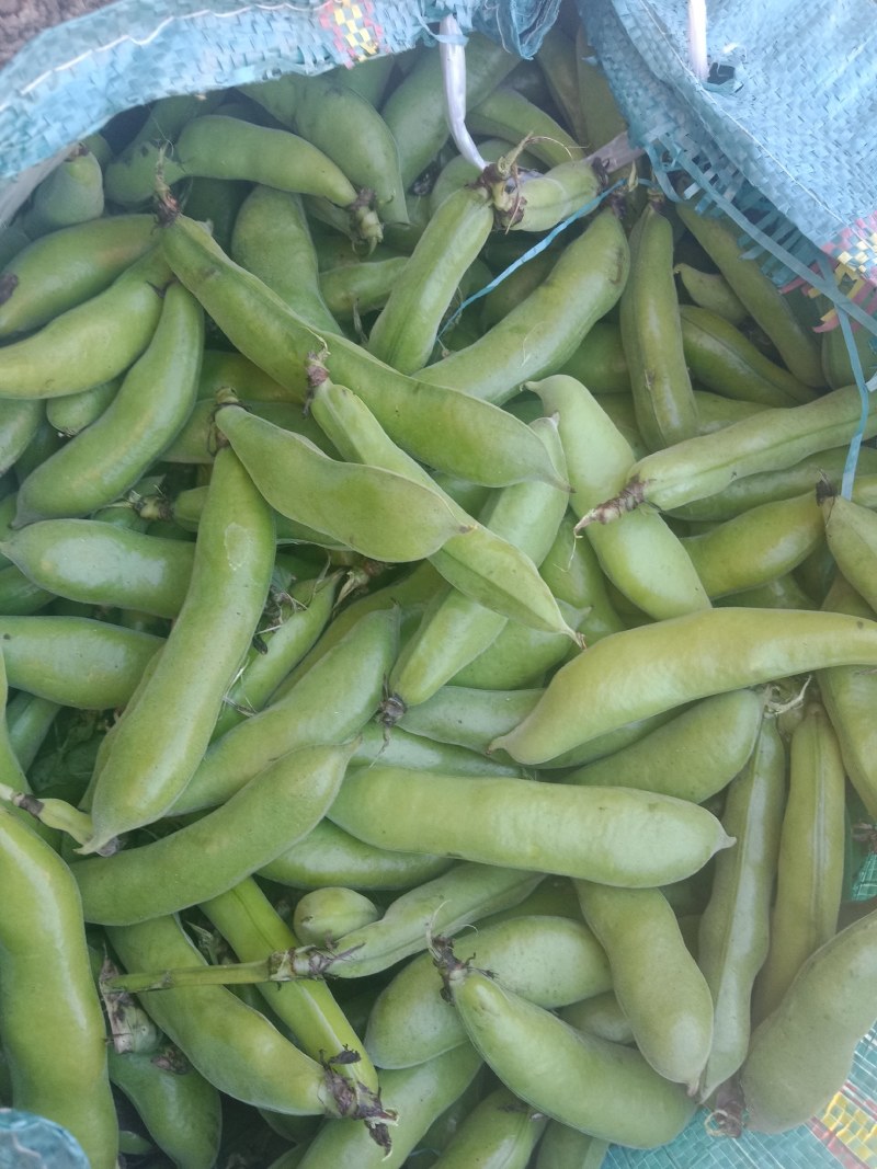 绿皮老品种蚕豆，绿色食品，好吃，蚕豆，各种食发。