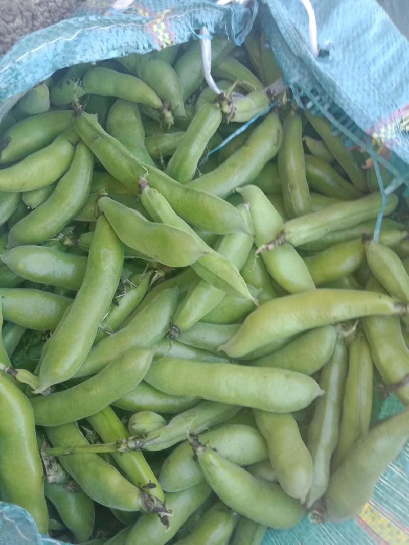 绿皮老品种蚕豆，绿色食品，好吃，蚕豆，各种食发。