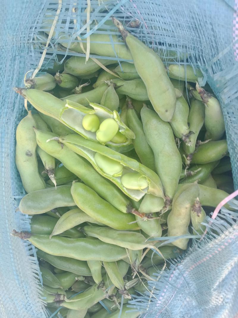 绿皮老品种蚕豆，绿色食品，好吃，蚕豆，各种食发。