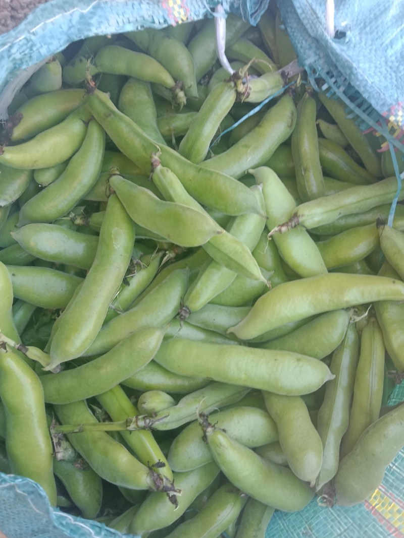 绿皮老品种蚕豆，绿色食品，好吃，蚕豆，各种食发。