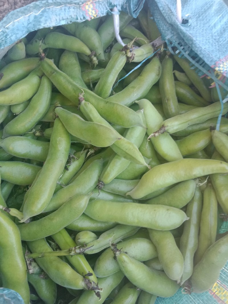 绿皮老品种蚕豆，绿色食品，好吃，蚕豆，各种食发。