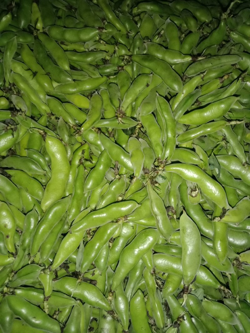 绿皮老品种蚕豆，绿色食品，好吃，蚕豆，各种食发。