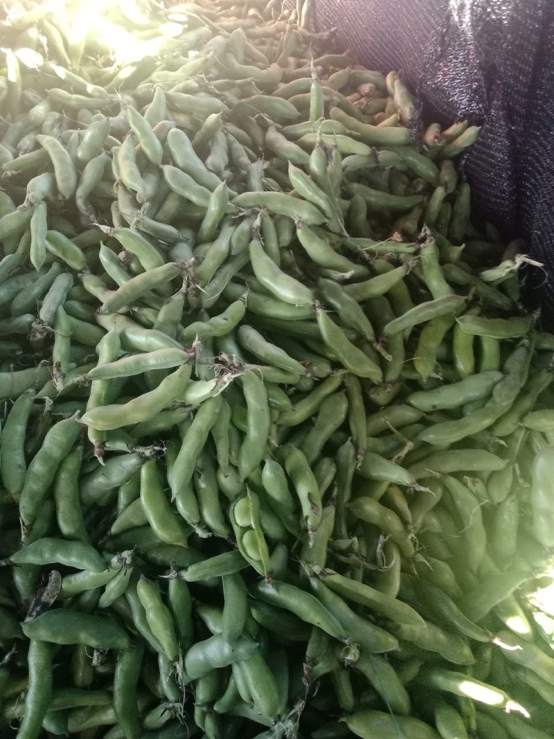 绿皮老品种蚕豆，绿色食品，好吃，蚕豆，各种食发。