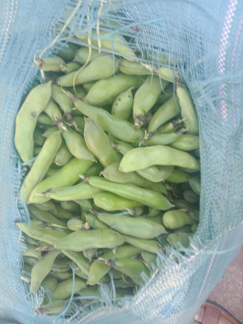 绿皮老品种蚕豆，绿色食品，好吃，蚕豆，各种食发。