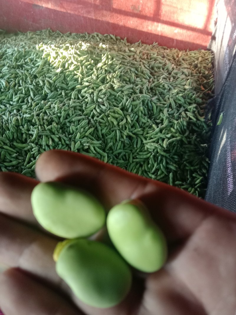绿皮老品种蚕豆，绿色食品，好吃，蚕豆，各种食发。