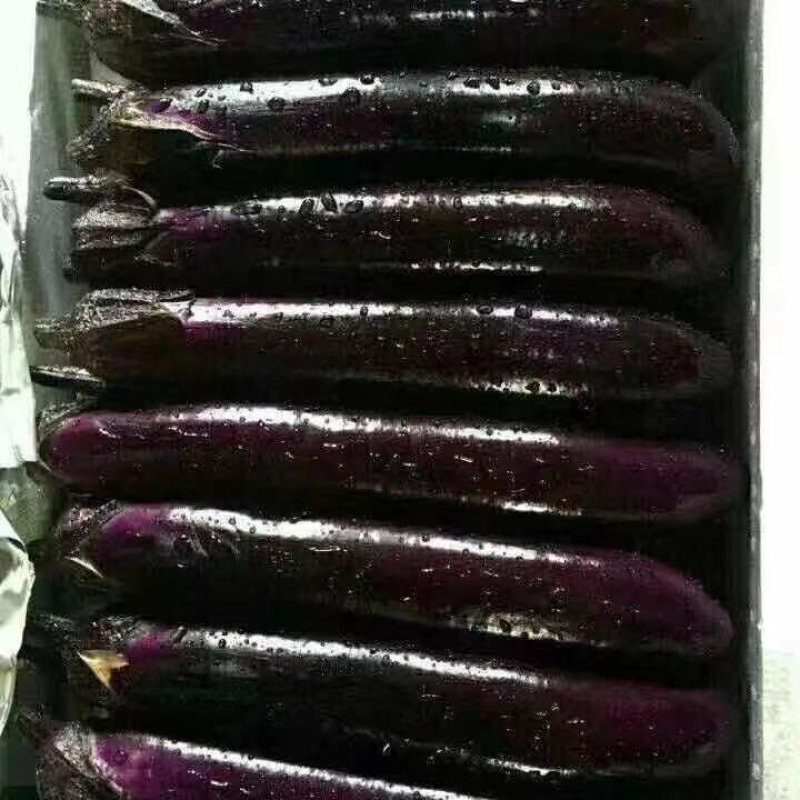湛江徐闻茄子大量上市了，便宜也有好货👍